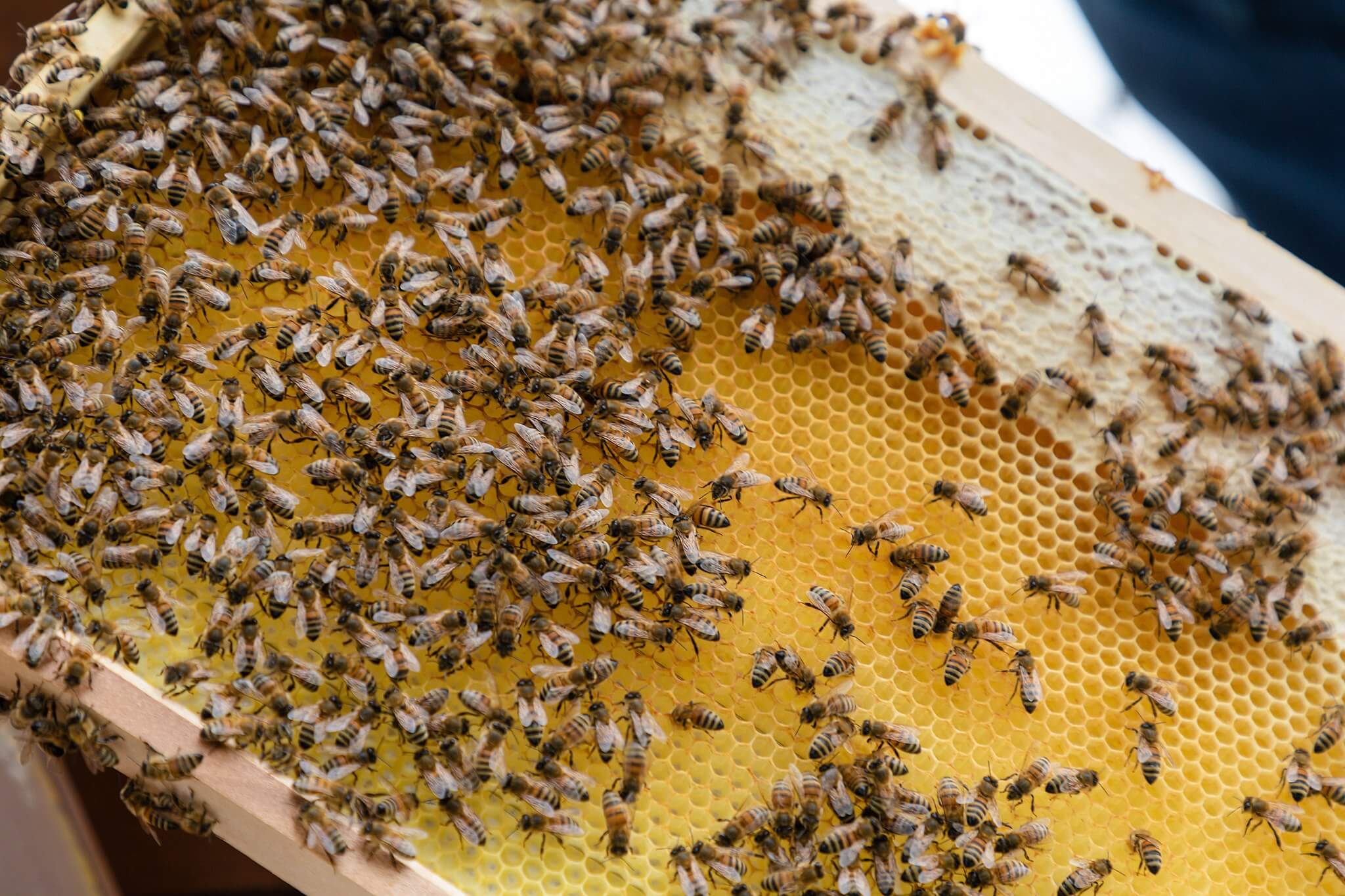 Bienenzucht auf dem Dach